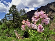 59 Thalictrum aquilegifolium  (Pigamo colombino) nel bosco